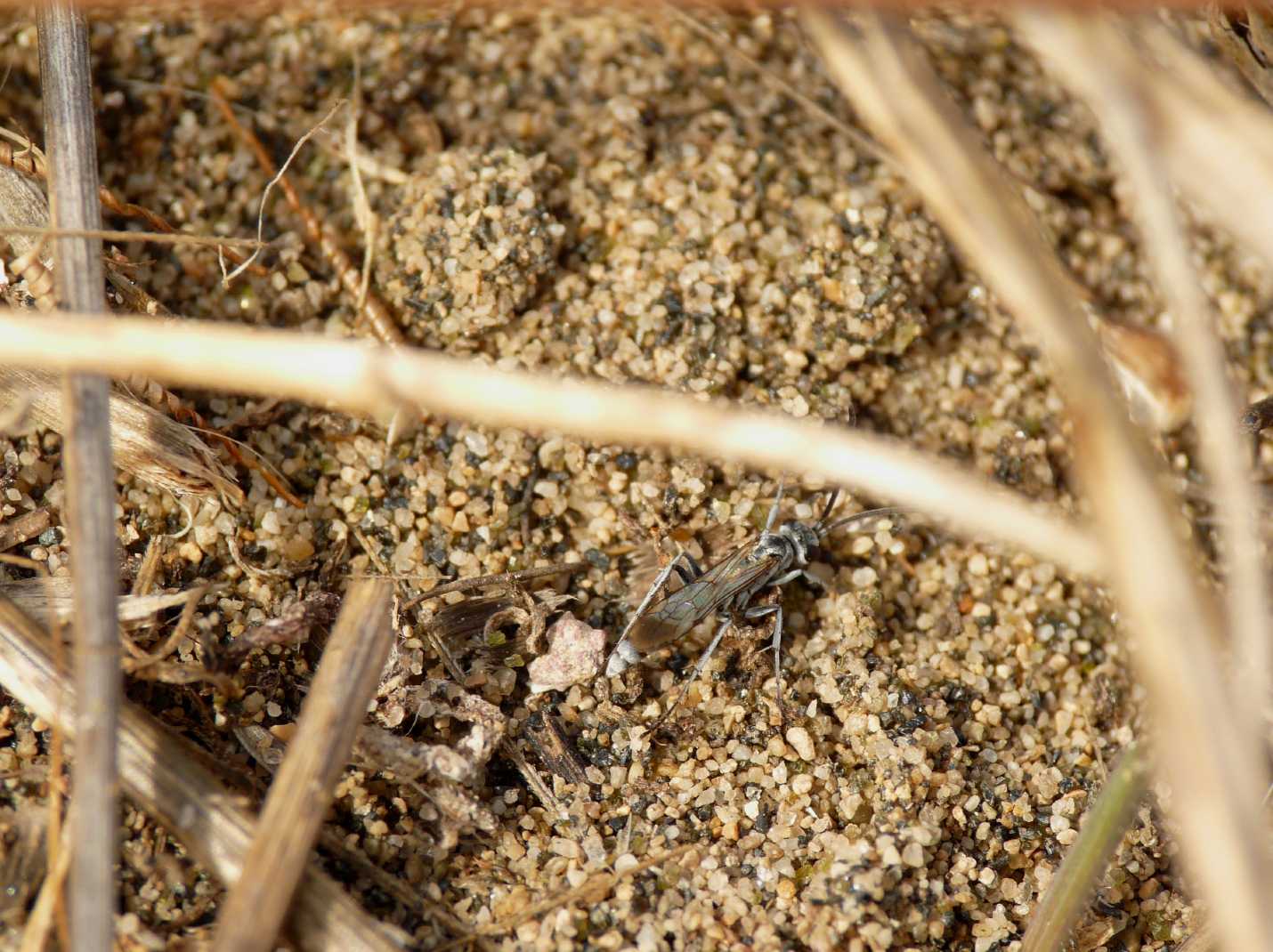 Pompilidae microscopico (cfr Priocnemis)